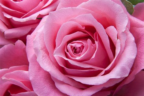 Rosas Rosa Flora Foto Gratis En Pixabay