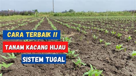 Cara Mudah Dan Sederhana Menanam Kacang Hijau Di Rumah Bibit Dari