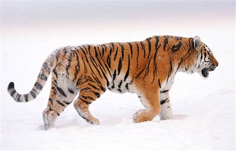 2600 Tiger Side View Stock Photos Pictures And Royalty Free Images