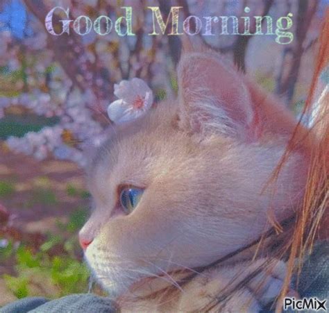 Good Morning Kitty Pictures, Photos, and Images for Facebook, Tumblr ...