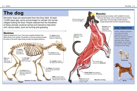 Pin by Soya Street on Boxer | Dog anatomy, Anatomy, Strong muscles