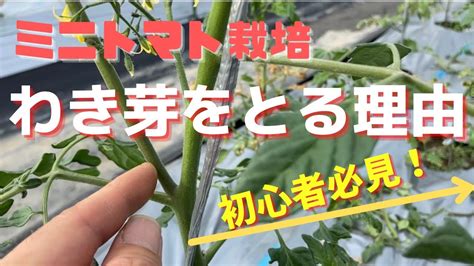 ミニトマトの育て方わき芽をとる理由とり方初心者必見 YouTube