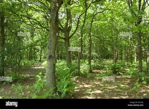 stroll   woods stock photo alamy