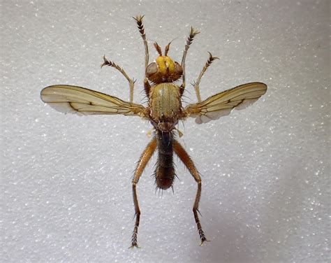 Tetanocera Robusta Male Malham Tarn Yorkshire Steven Falk Flickr