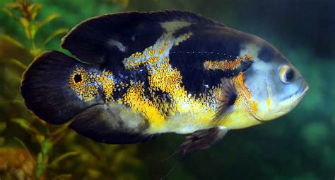 Astronotus ocellatus Pez óscar Cuidado y reproducción