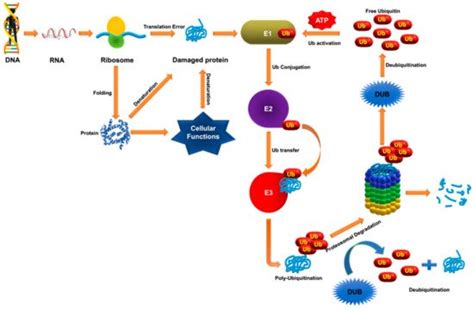 Deubiquitinating Enzymes In Hematopoiesis Encyclopedia Mdpi