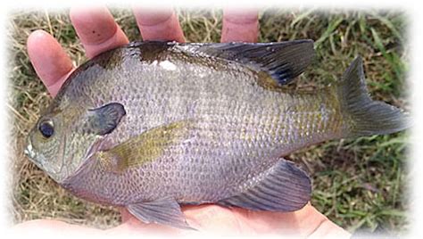 Coppernose Native Bluegill Info Alabama Fish And Pond