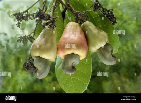 Cashew Nut Anacardium Occidentale Close Up Of Ripening Fruit With