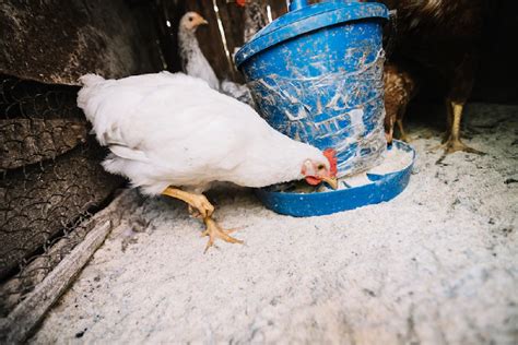 Gripe Avi Ria Minist Rio Da Agricultura Confirma Primeiro Caso Em Aves