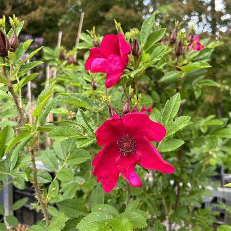 Rosa Strandperle Norderney Find Haveplanter