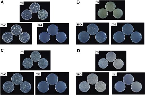 Staphylococcus Epidermidis Streak Plate