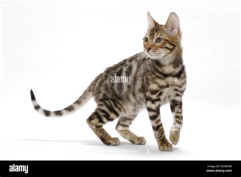 Young Bengal Cat Walking Stock Photo Alamy