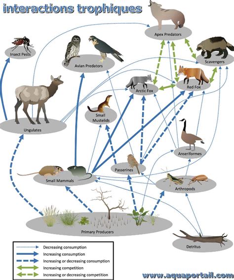 Interactions Trophiques D Finition Et Explications