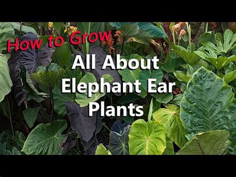 How To Buy Grow Care For Propagate And Learn All About The Elephant