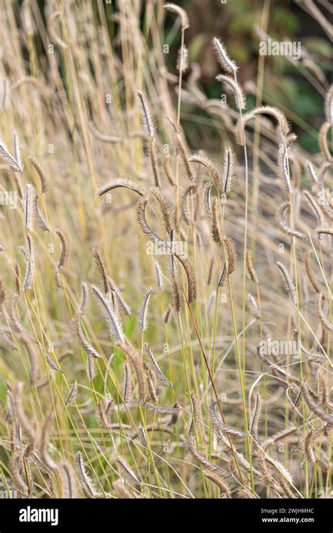 Mosquito Grass Bouteloua Gracilis Stock Photo Alamy