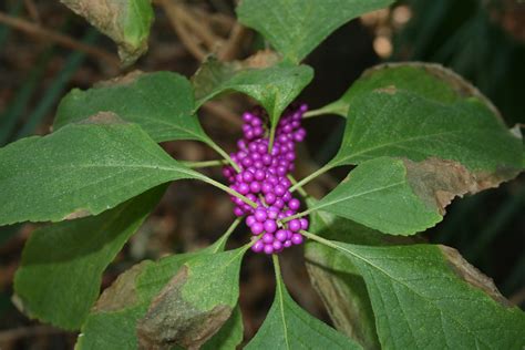 Beauty Berry Lori Wilson Park Cocoa Beach Florida Cyndy Sims Parr