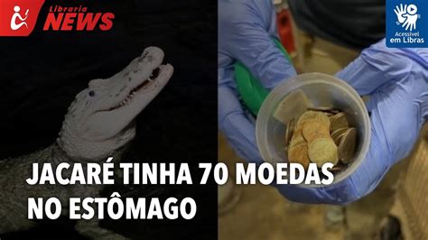 Jacaré do zoológico tem 70 moedas removidas do estômago Libras YouTube