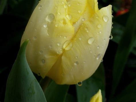 Drops On A Tulipa Sunny Prince Liliaceae Twacar Flickr