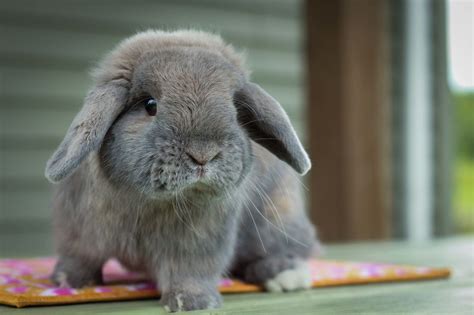 Pin On Cute Holland Lop Bunnies