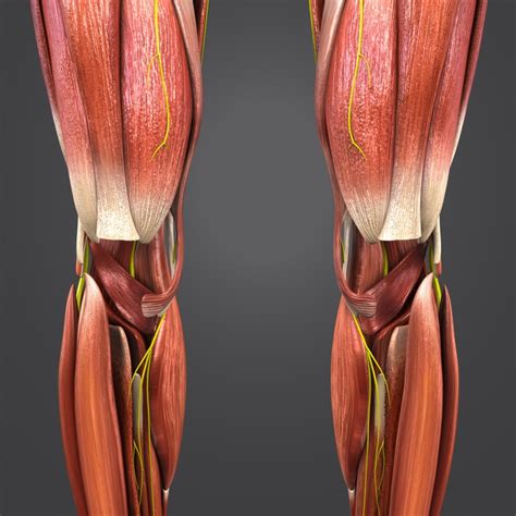 Human Body Muscles 3d Model Turbosquid 1268623