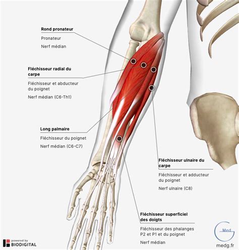 Anatomie Du Membre Sup Rieur Medg