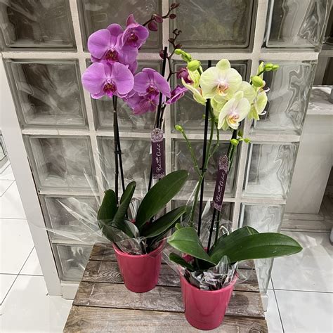 Orchid E Avec Pot Assorti Branches Couleur Selon Arrivage