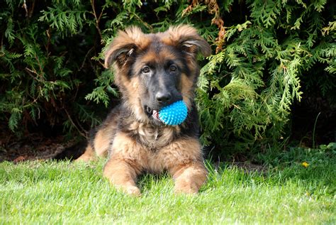 How to Get a German Shepherd to Stop Biting While Teething - Alpha Trained Dog