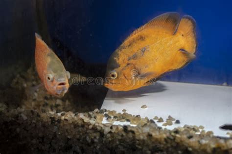 Breeding Behavior of Oscar Fish Stock Photo - Image of ocellatus ...