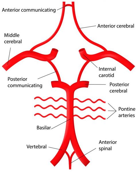 What Are The Vertebral Arteries With Pictures