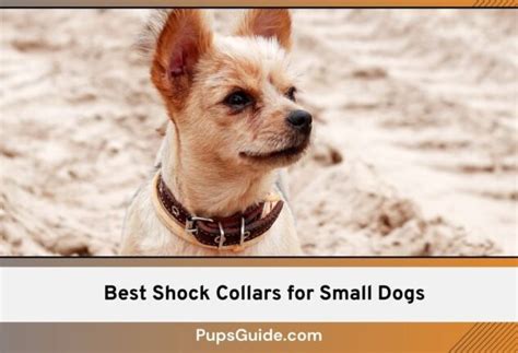 5 Thick Fur Best Shock Collars For Great Pyrenees 2024 List Pupsguide