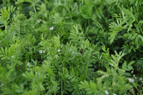 SA CULTURE ET SON TERROIR La Lentille Verte Du Puy AOP Site Officiel