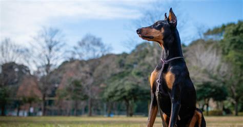 12 Amazing Traits Of Doberman Guard Dogs | Prestige Dog Protection