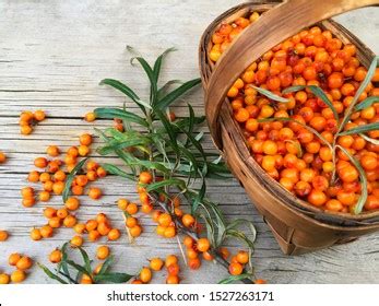 2,320 Seaberry Images, Stock Photos & Vectors | Shutterstock
