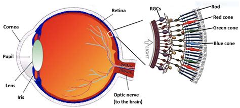 Shedding Light On Migraines Signals From The Eye Make People With