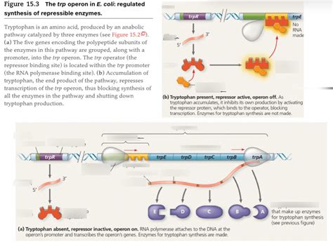 trp Operon Diagram Diagram | Quizlet