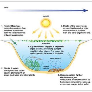 Eutrophication process. | Download Scientific Diagram