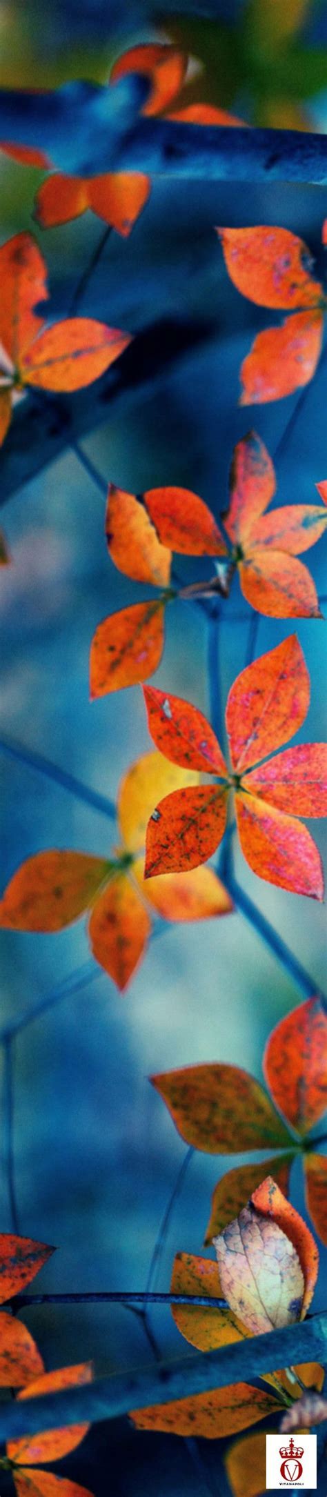 HD Fall Leaves Wallpapers On WallpaperSafari Autumn Leaves