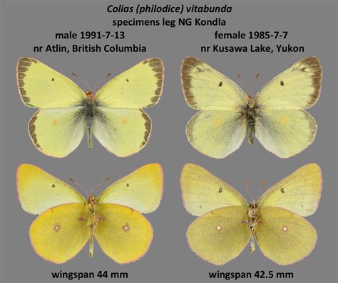 Colias Philodice Vitabunda Male And Female Norbert Kondla Flickr