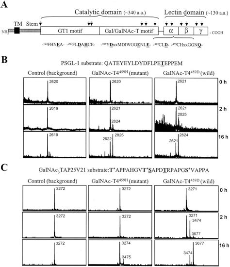 The Lectin Domain Of Gal Nac T Selectively Directs Its Muc