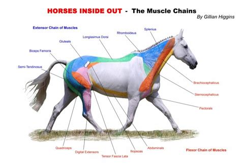 Fascia In Horses Danish Veterinary Exploring Uncharted 55 Off