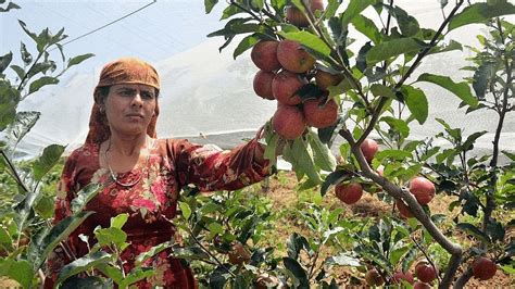 रिकॉर्ड फसल कम दाम और ज्यादा लागत हिमाचल में चुनाव नजदीक आने के बीच