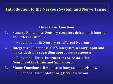 Introduction To The Nervous System And Nerve Tissue Ppt Free