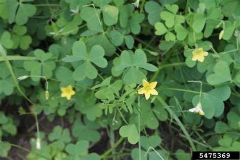 Yellow Woodsorrel Oxalis Stricta