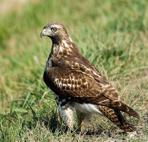 Juvenile Red Tailed Hawk Buteo Jamaicensis Juvenile Red Tailed Hawk