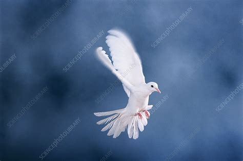 Dove In Flight Stock Image Z8560007 Science Photo Library