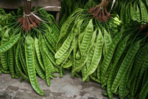 ekspor petai  indonesia apakah memungkinkan repackid