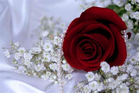 Rose Red Pearls Love Hd Wallpaper Peakpx