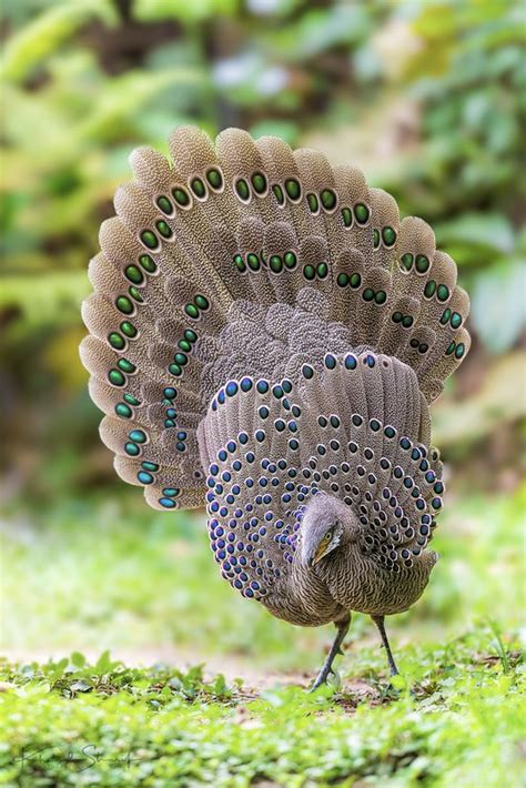 Grey Peacock Pheasant Polyplectron Bicalcaratum Photo Call And Song