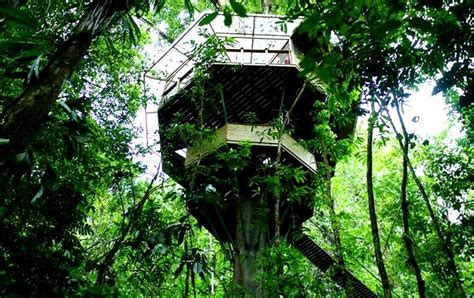 The Flying Tortoise: Treehouses In The Costa Rican Rainforest...