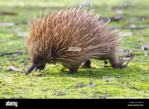 Australia South Australia Kangaroo Island Short Beaked Echidna